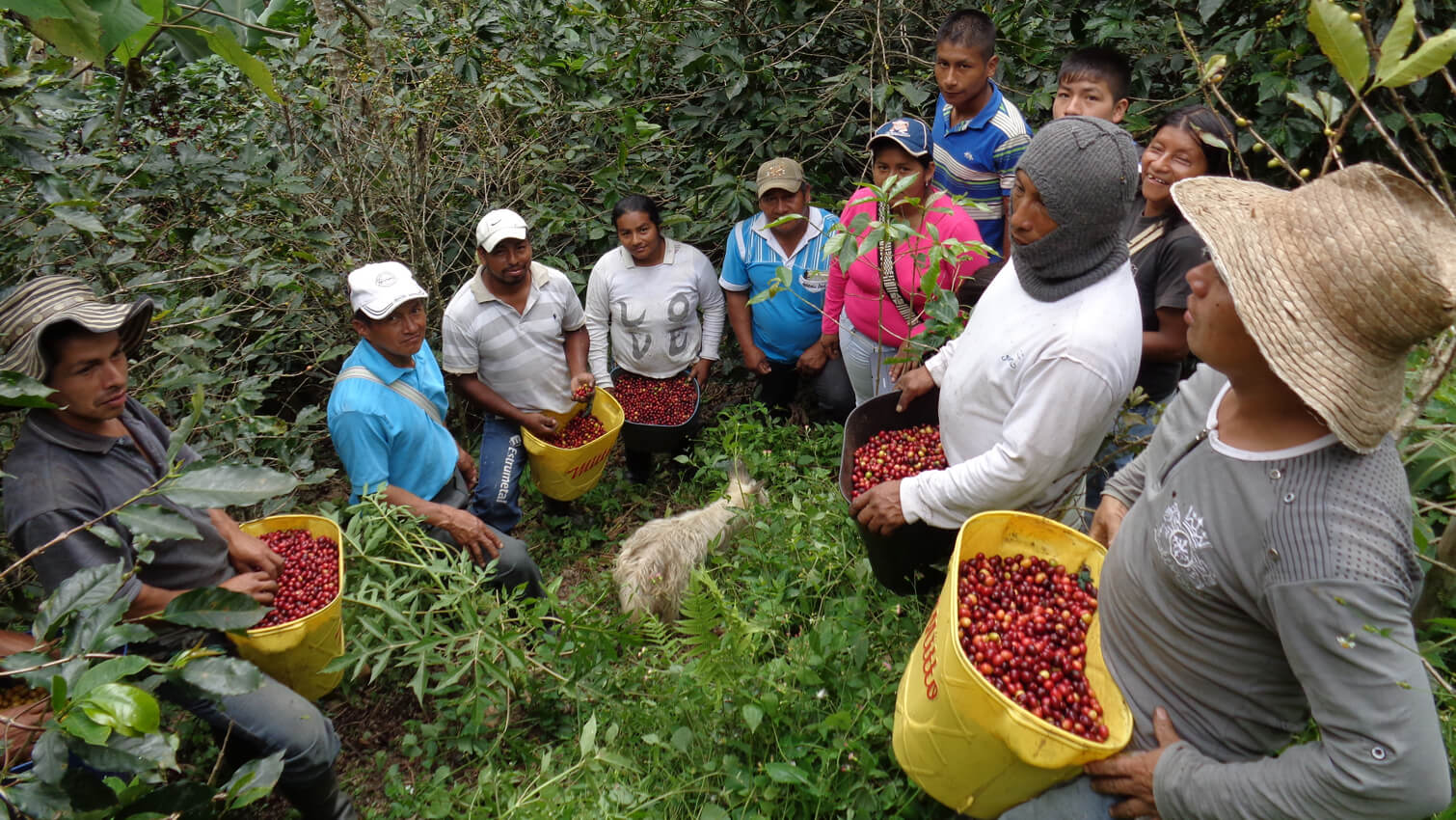 Producteurs cafÃ© coopÃ©rative COSURCA en Colombie arabica 250g